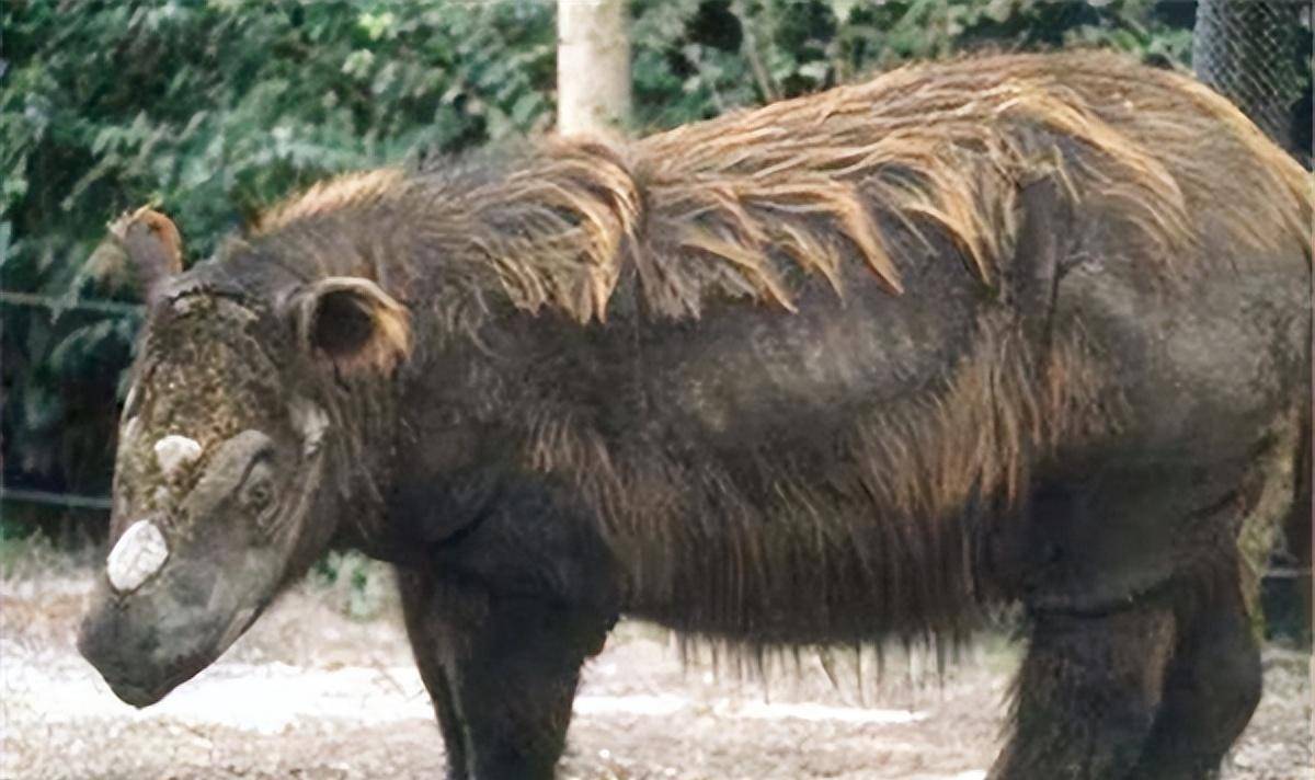 "驴头狼"已灭绝50万年,为何又在神农架现身?