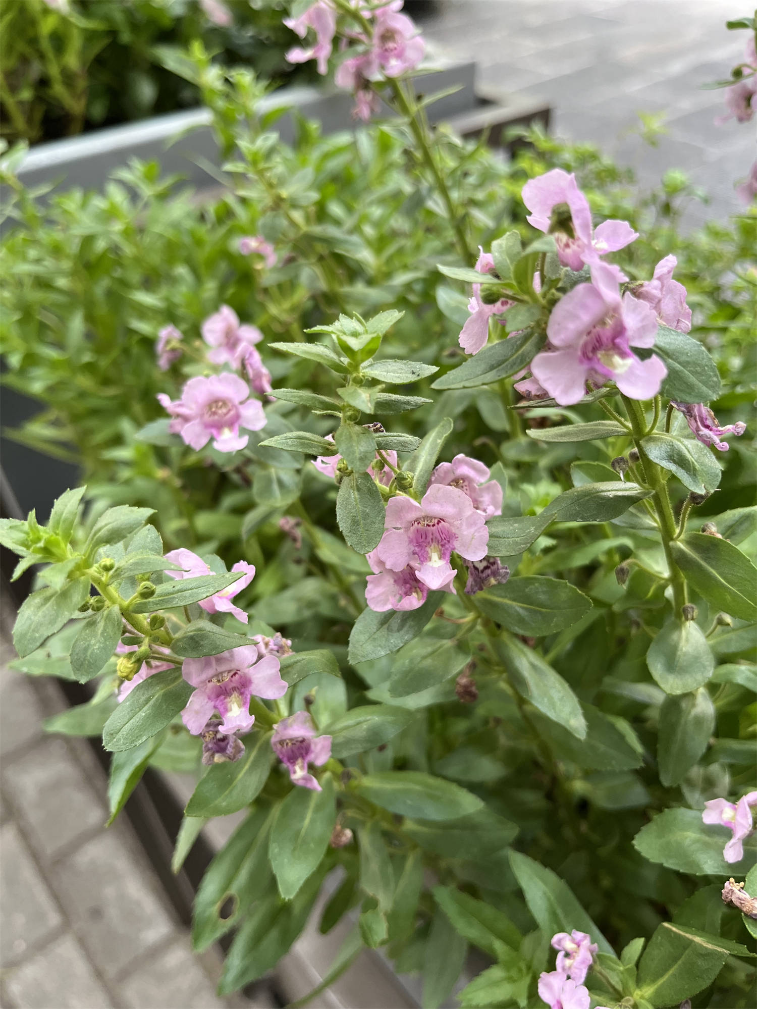 夏季草花品种图片