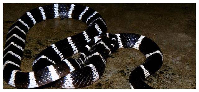 亚洲毒性最强,被称天朝杀人王的银环蛇,真的杀人不眨眼吗?