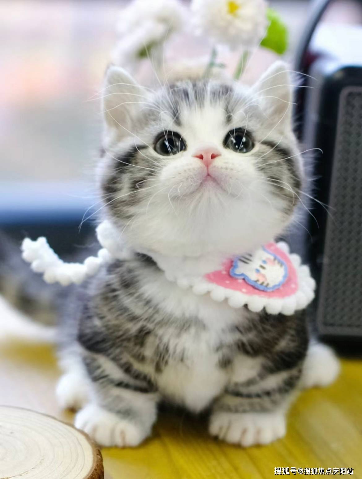 昆明买美短起司猫专卖店(昆明西山区)买美短起司猫哪里有实体店