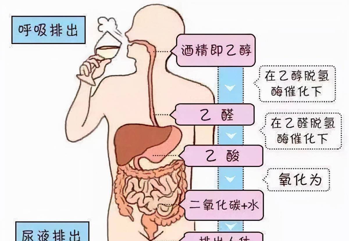 人体水液代谢示意图图片