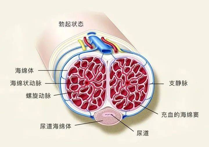 海绵体肿大是什么原因图片