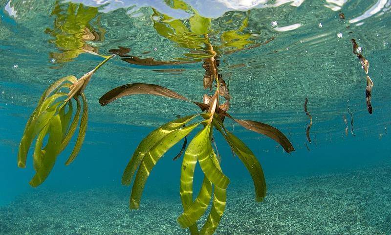 海水里的植物图片