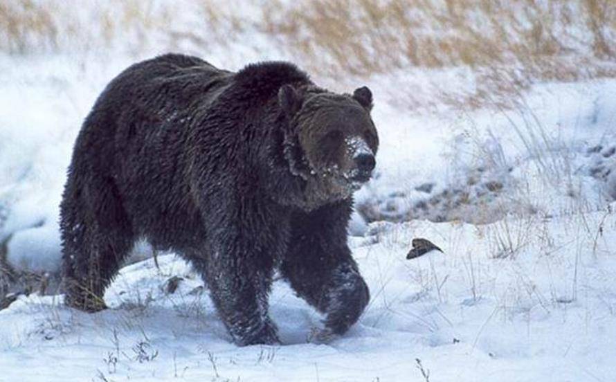 美国护熊奇人提摩西:和女友护熊13年,夜宿保护区时,双双被熊吃_灰熊