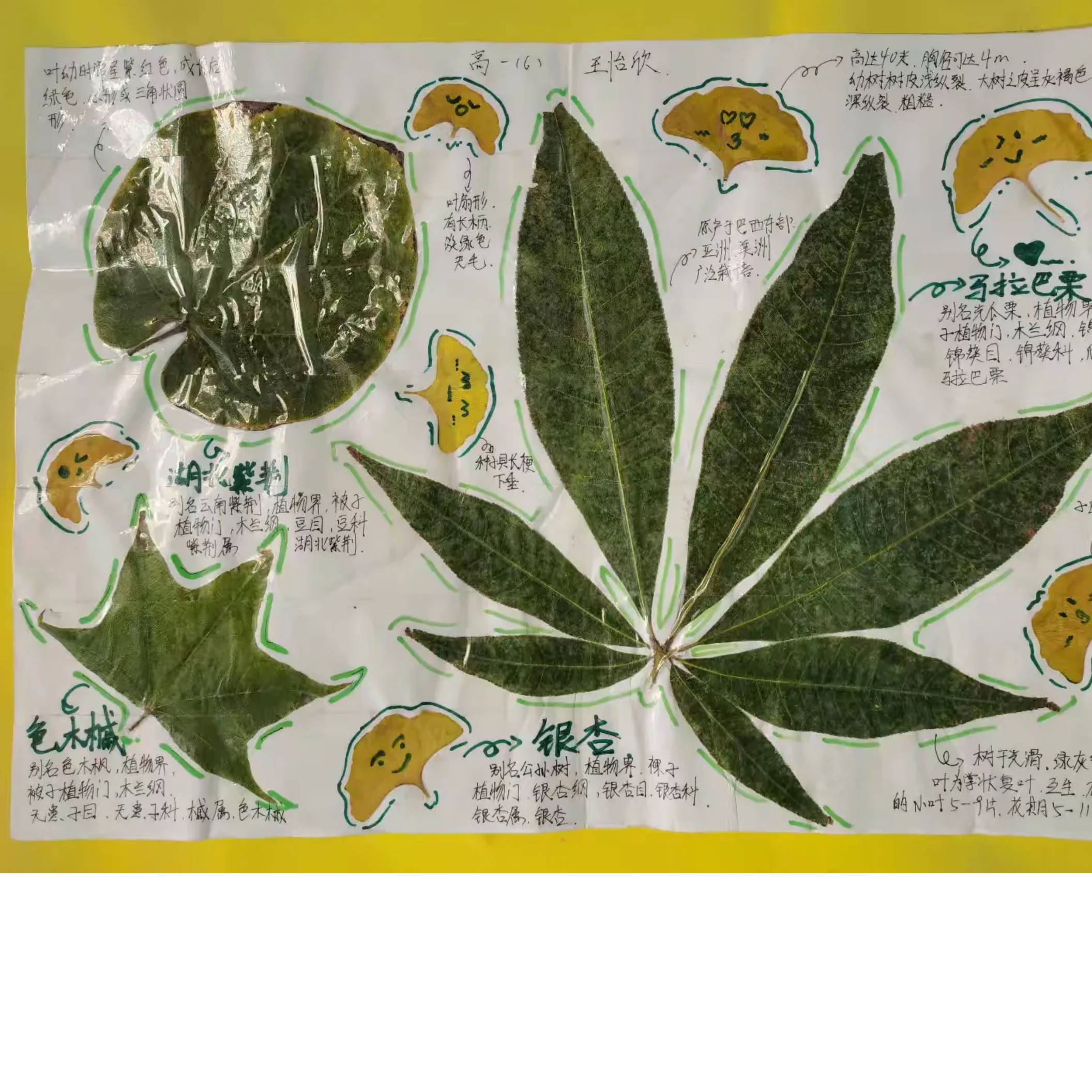 植物标本图片大全简单图片