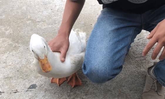 男子网购一只小黄鸭,饲养8个月后,体型不是一般家庭能接受的