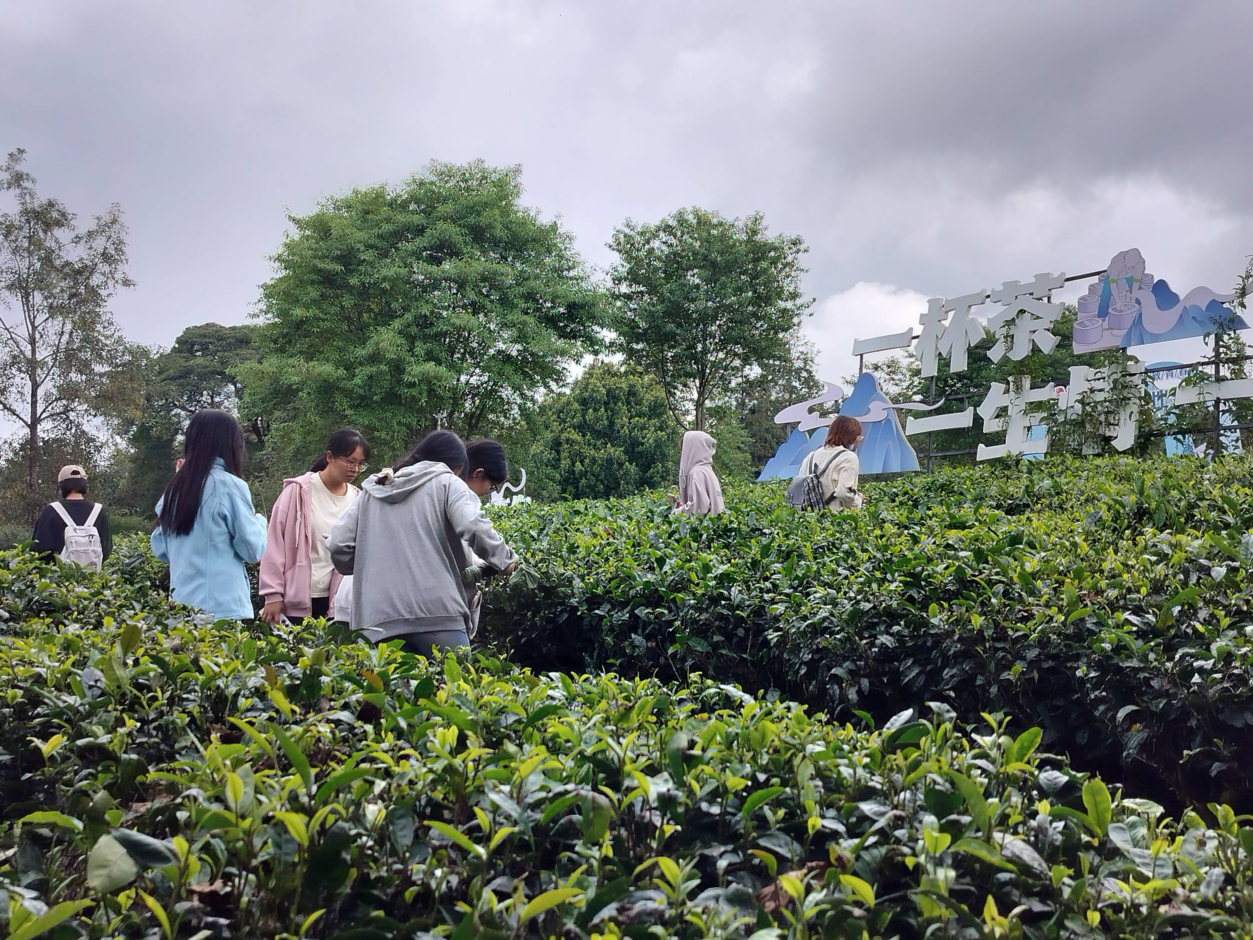 高黎贡山茶博园图片