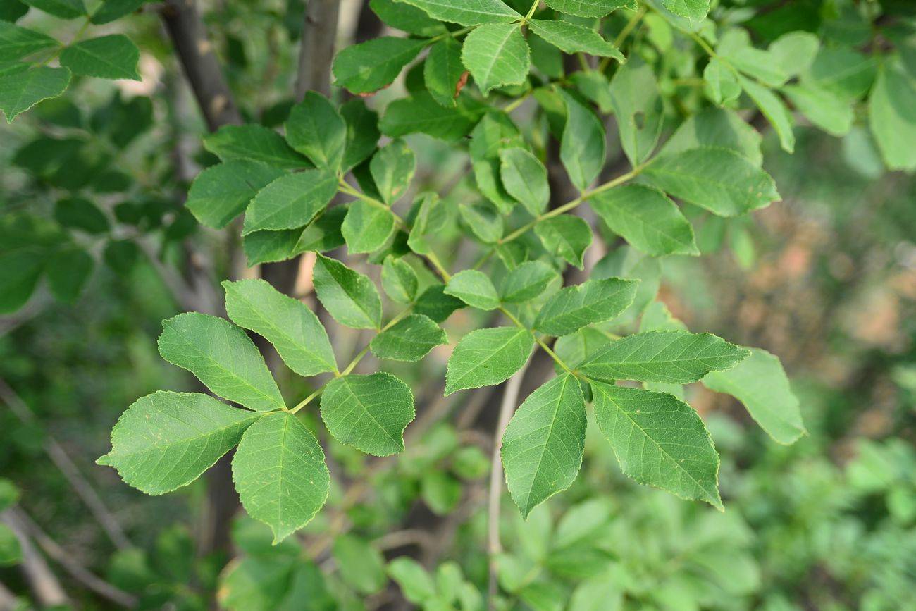 白蜡植物图片