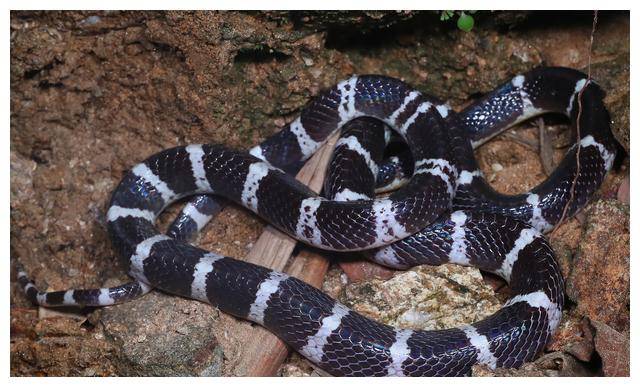 危险!陕西女子网购陆地第四大毒蛇,后被其咬伤宣告脑死亡