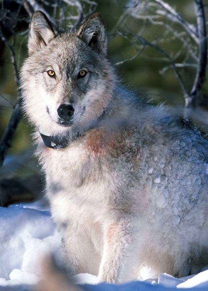 吉林老猎人捕获母狼,谁料它竟突然下跪,猎人看出端倪后将其放生