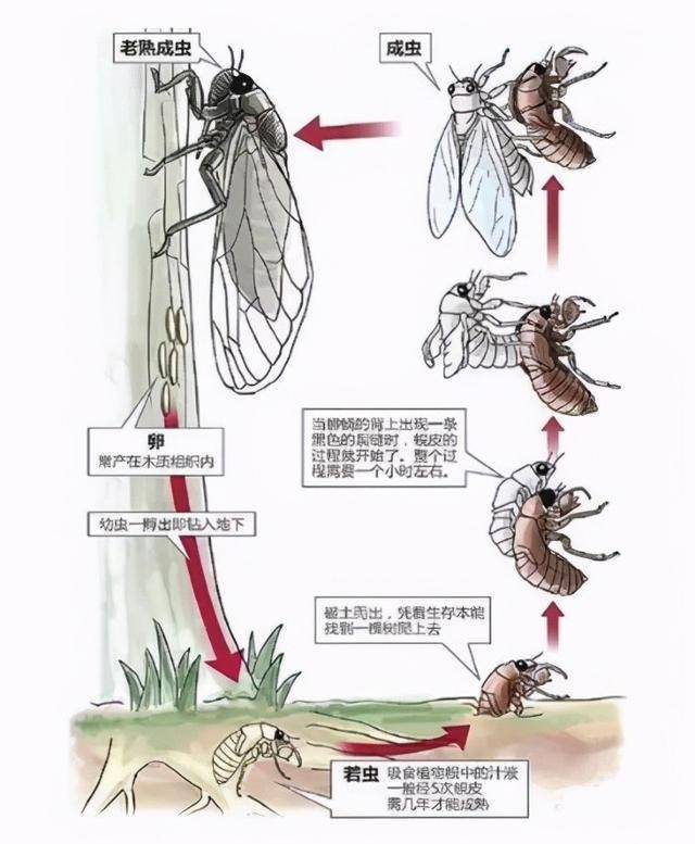 回顾蝉在树上产卵却从地下出来