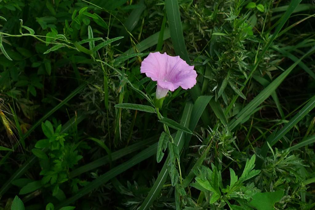 野生长藤植物图片图片