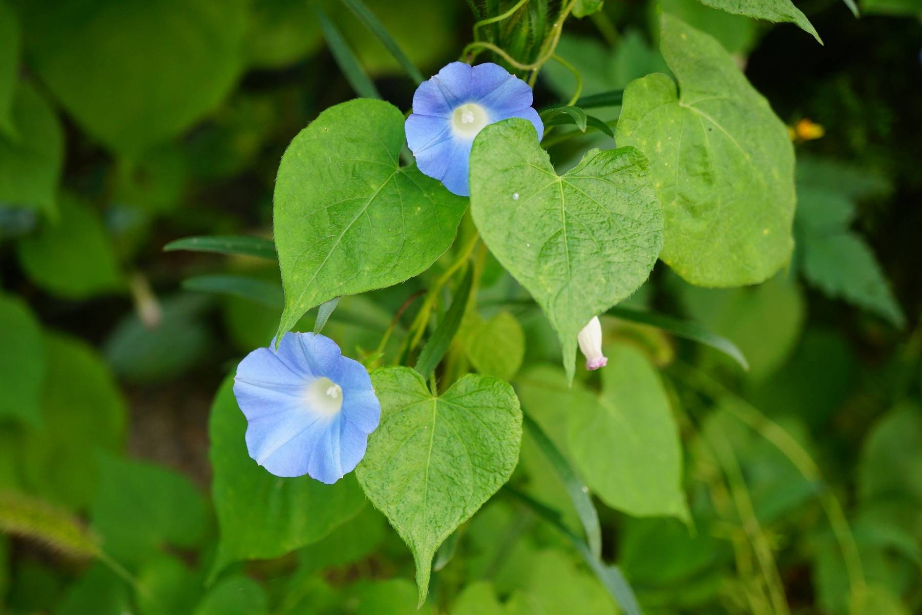 我见到的山东本土植物和园林栽培植物