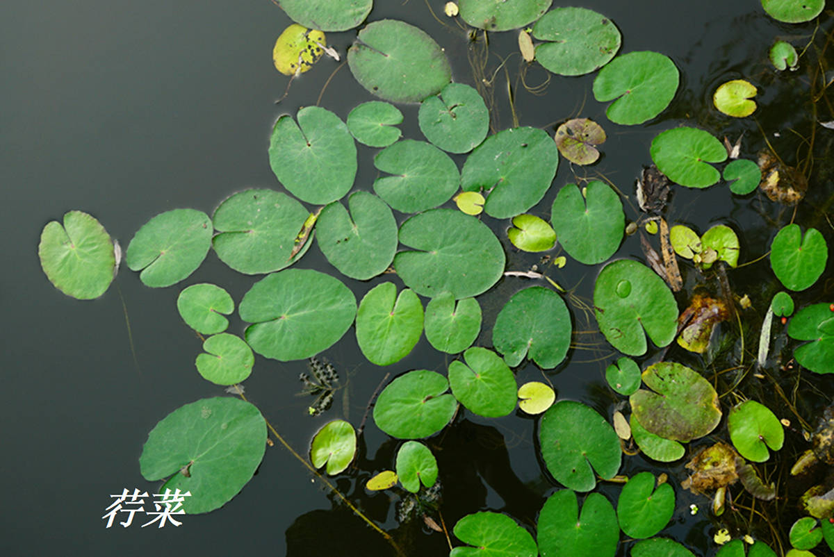 我见到的山东本土植物和园林栽培植物