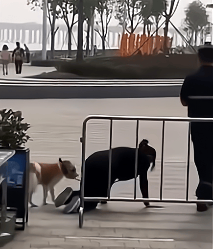 深圳一女子"拴狗绳"跪地爬行:公园禁狗导致行为过激!