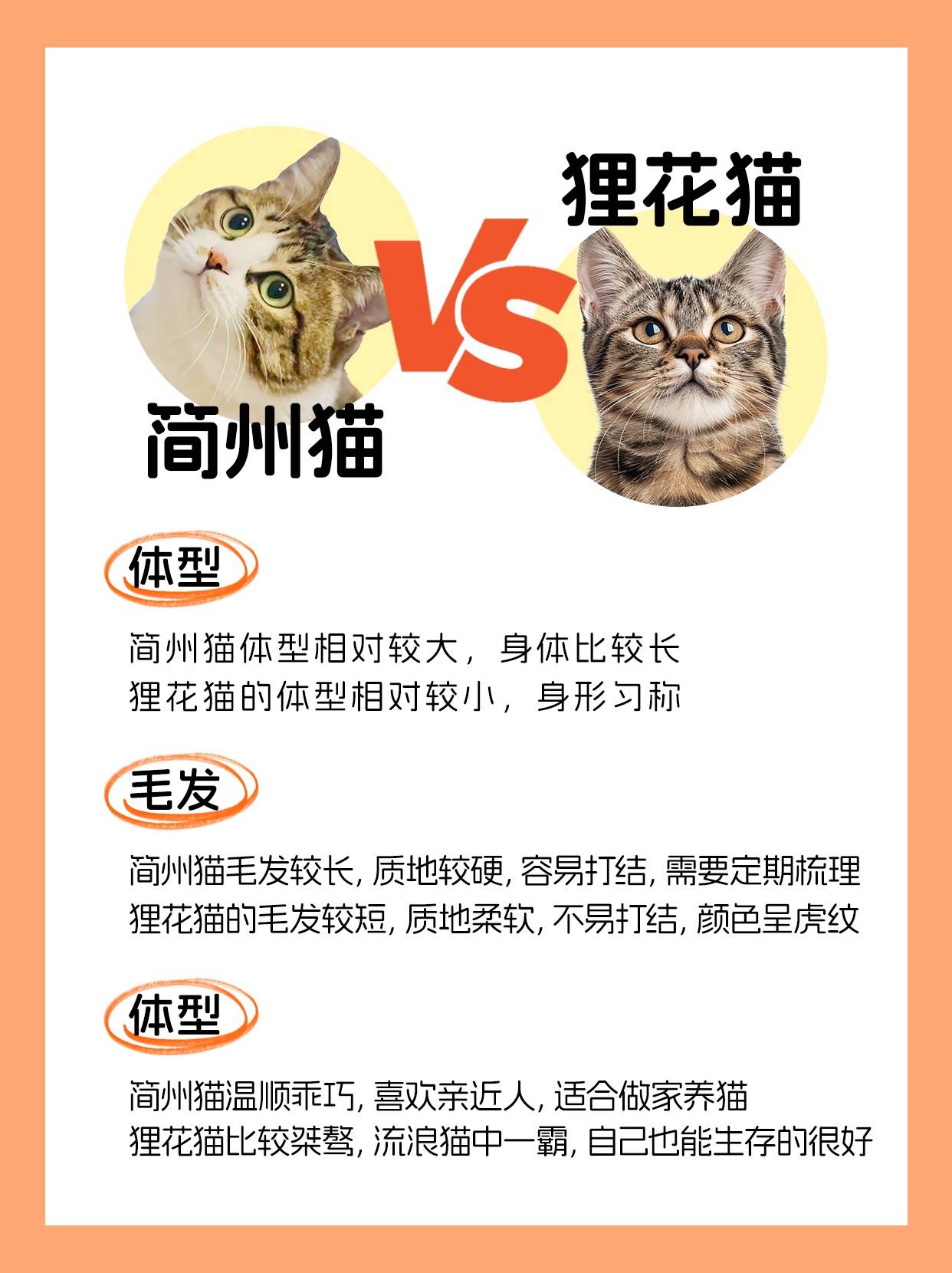 简州猫和狸花猫混交图片