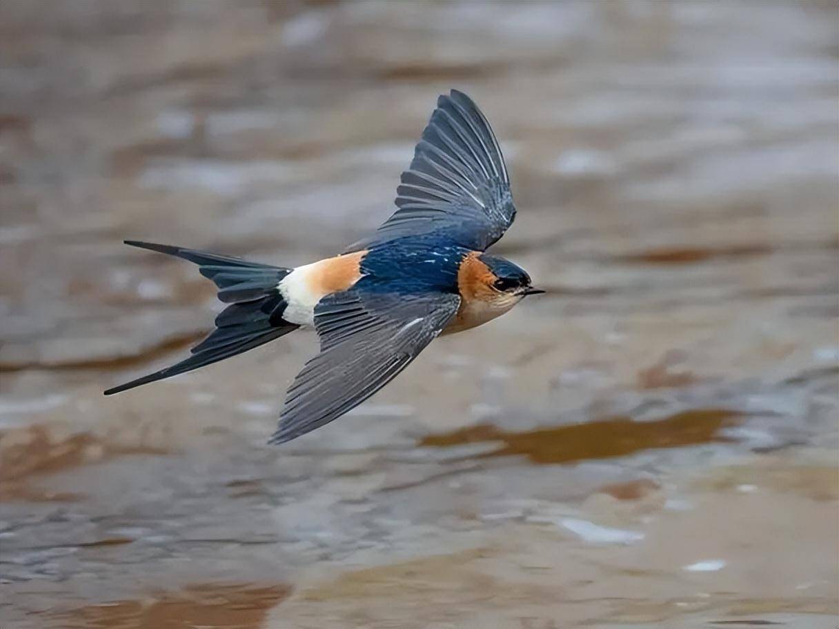 燕子每年飞往南方过冬"南方"到底在哪原来很多人都理解错了