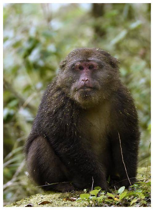 神秘老汉三招绝技镇猴群,猴王不服输,老汉醉酒捉猴王故事