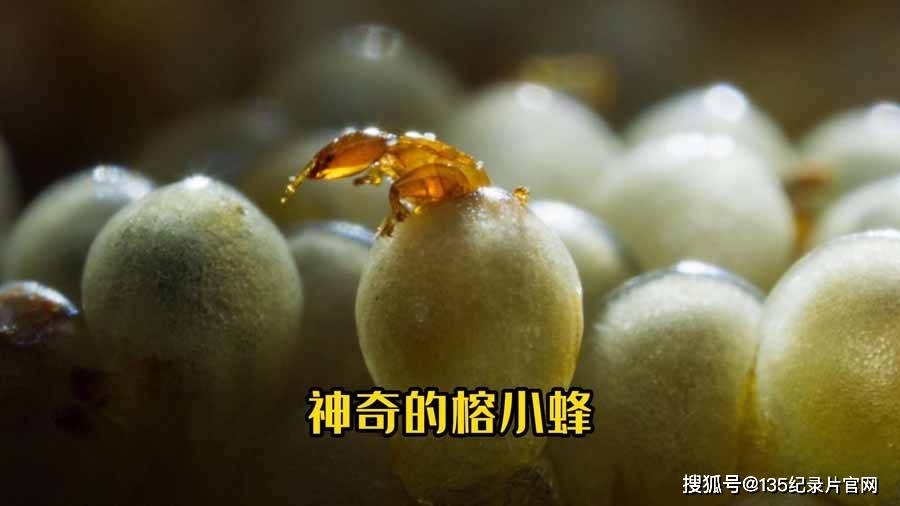 榕小蜂和无花果纪录片解说素材1080p全5集