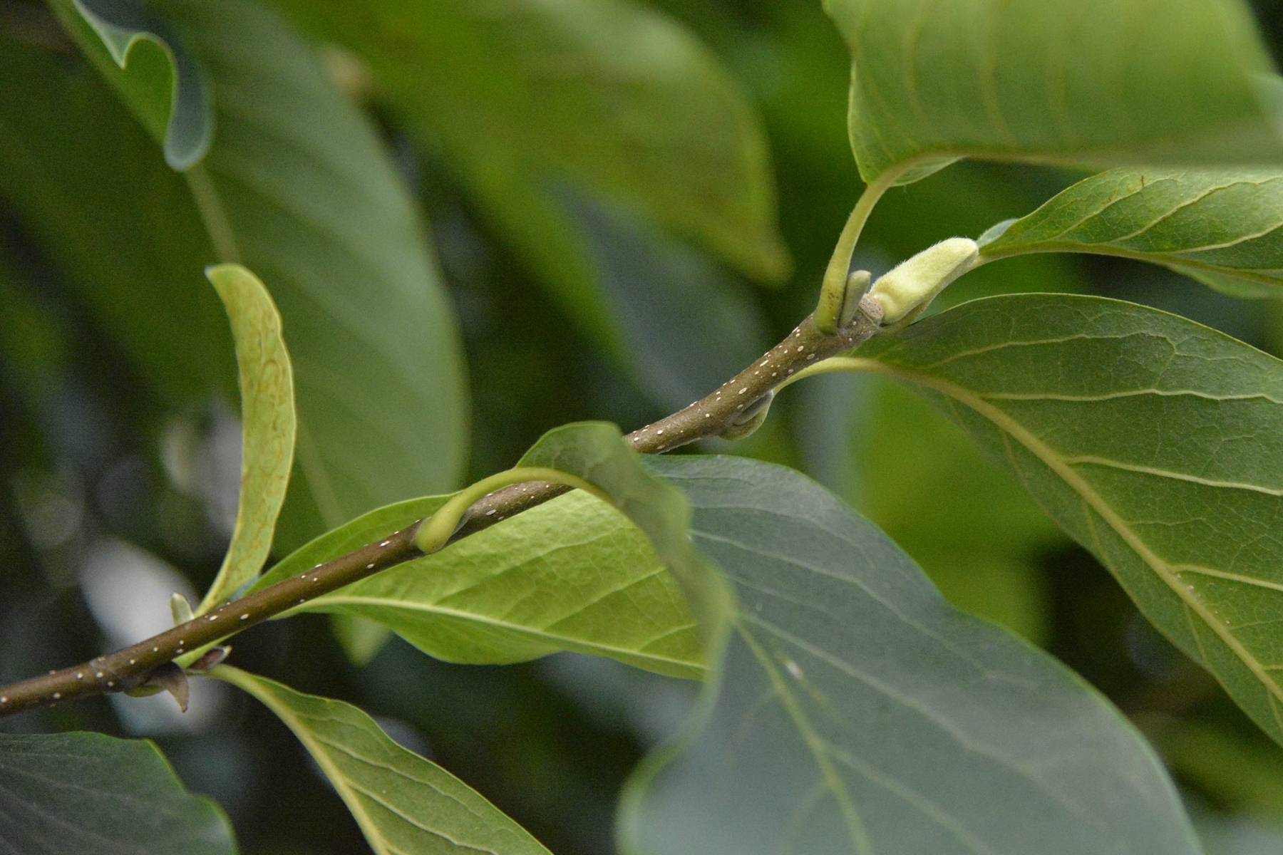 我见到的山东本土植物和园林栽培植物