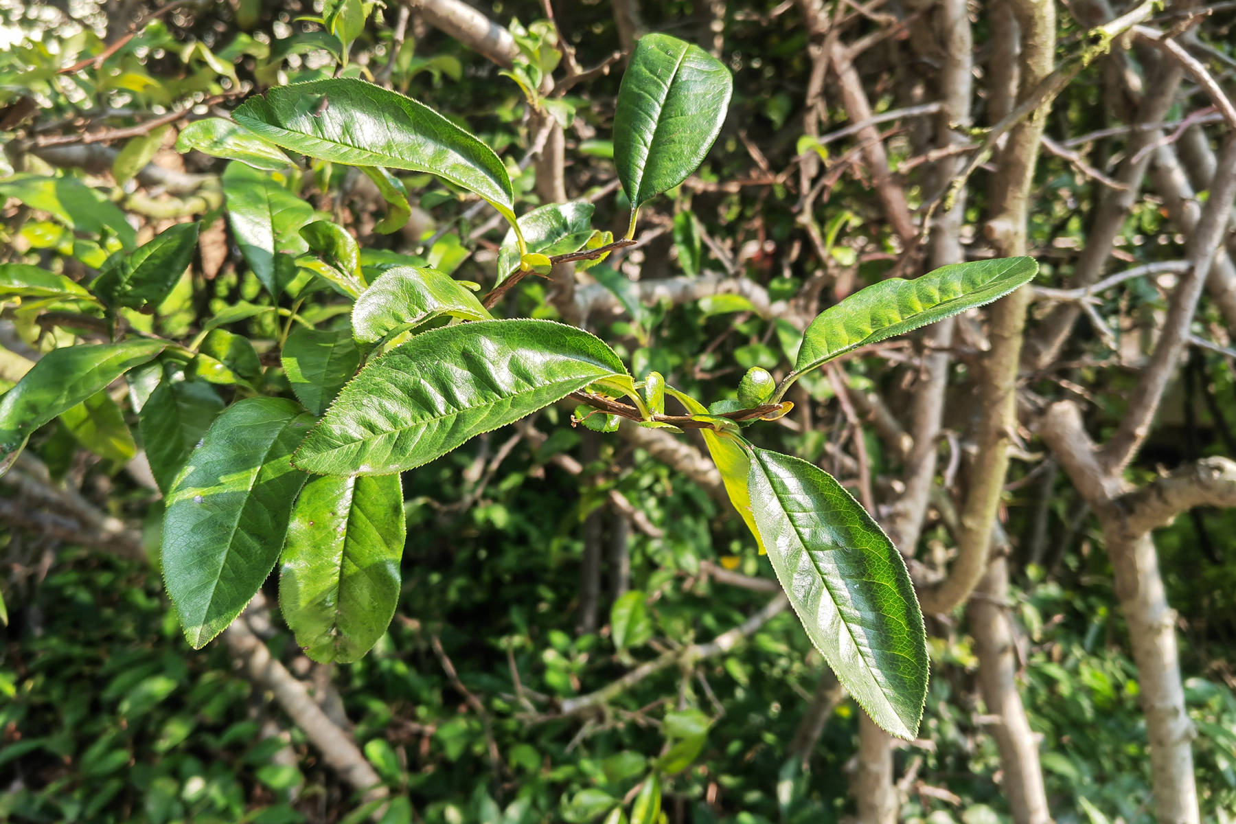 我见到的山东本土植物和园林栽培植物(1022)贴梗海棠_椭圆形_果实_先端