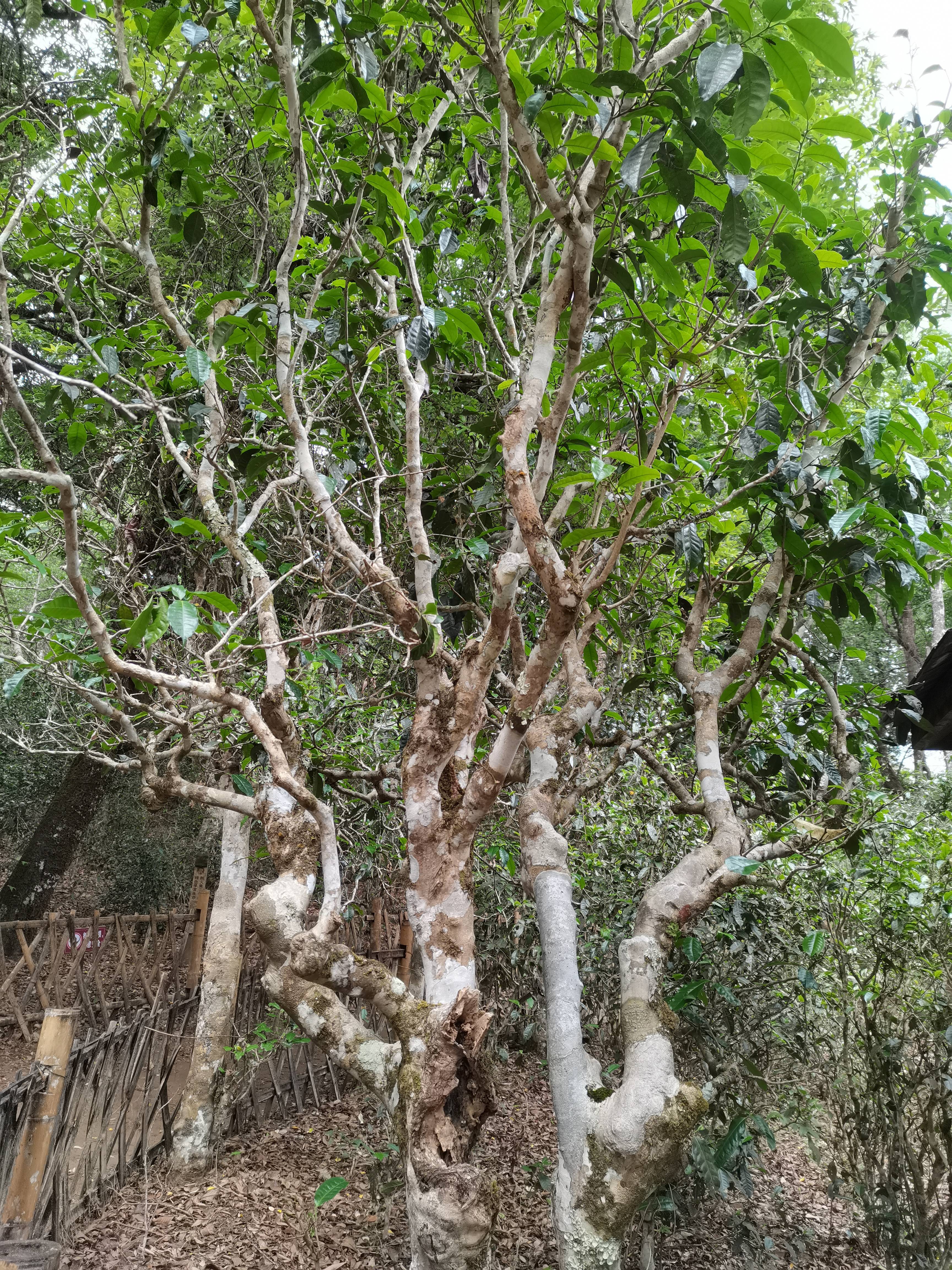 古茶树壁纸图片