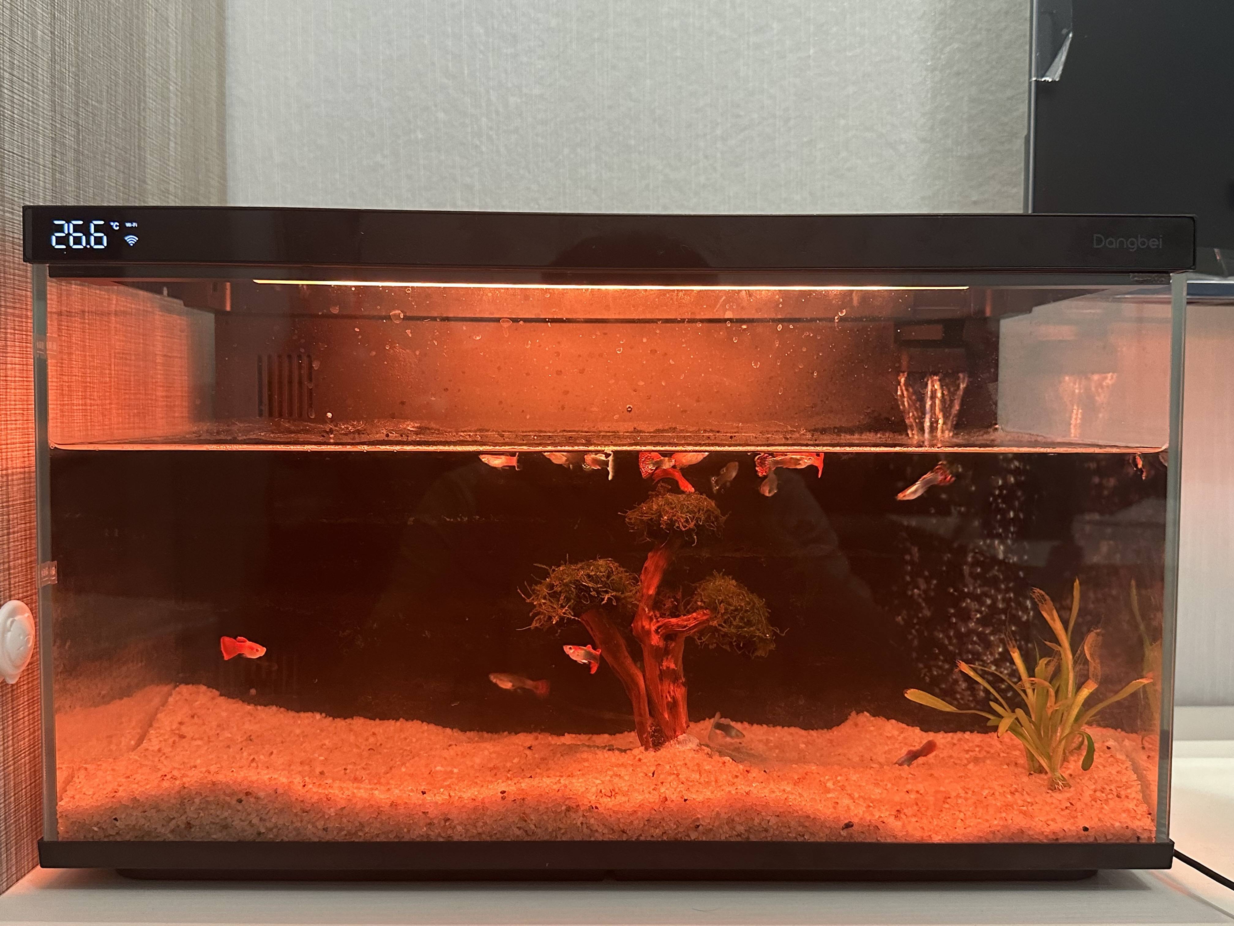 当贝智能鱼缸1 Ultra:生态科学喂养,懒人养鱼的福音