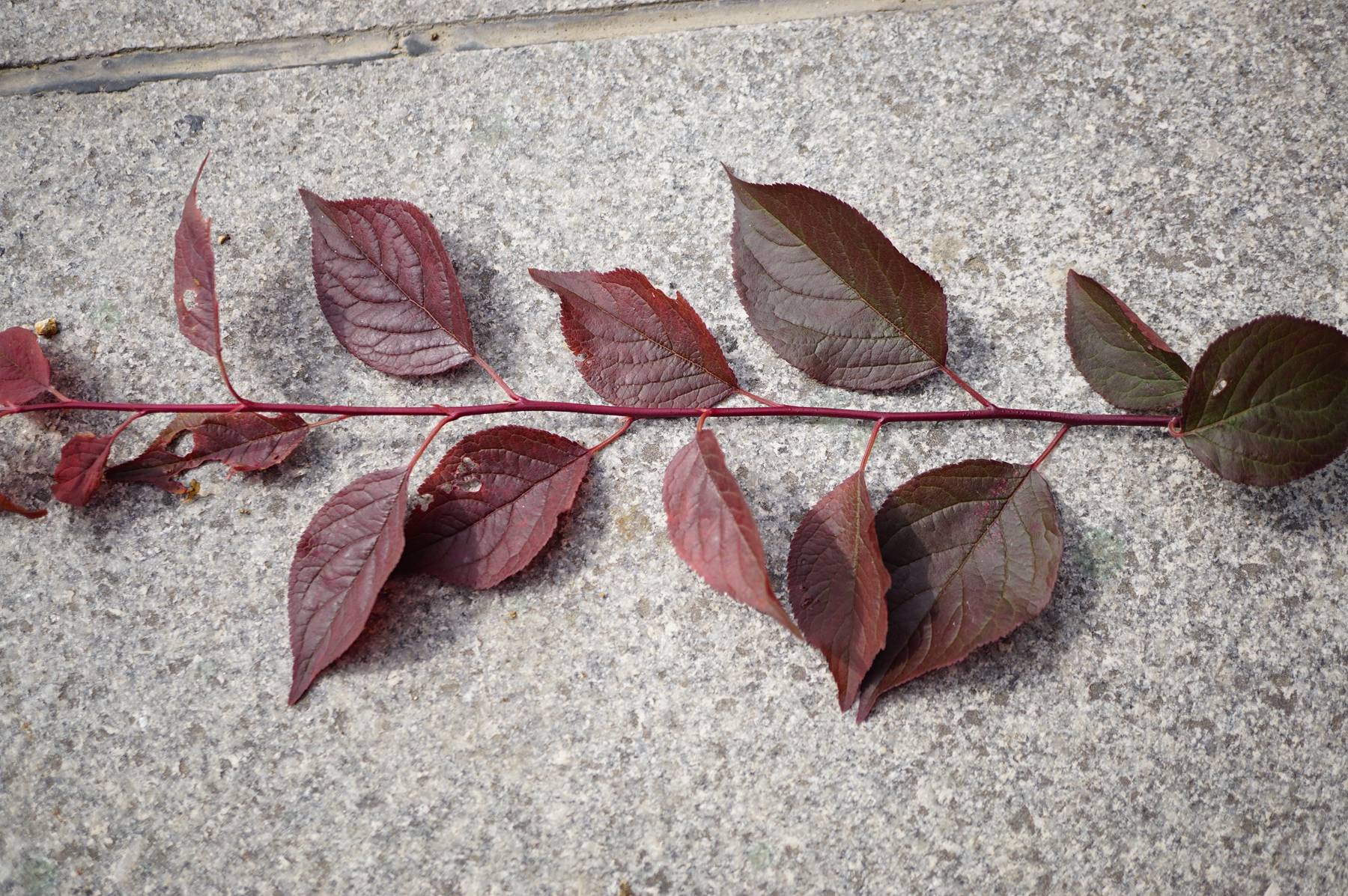 我见到的山东本土植物和园林栽培植物