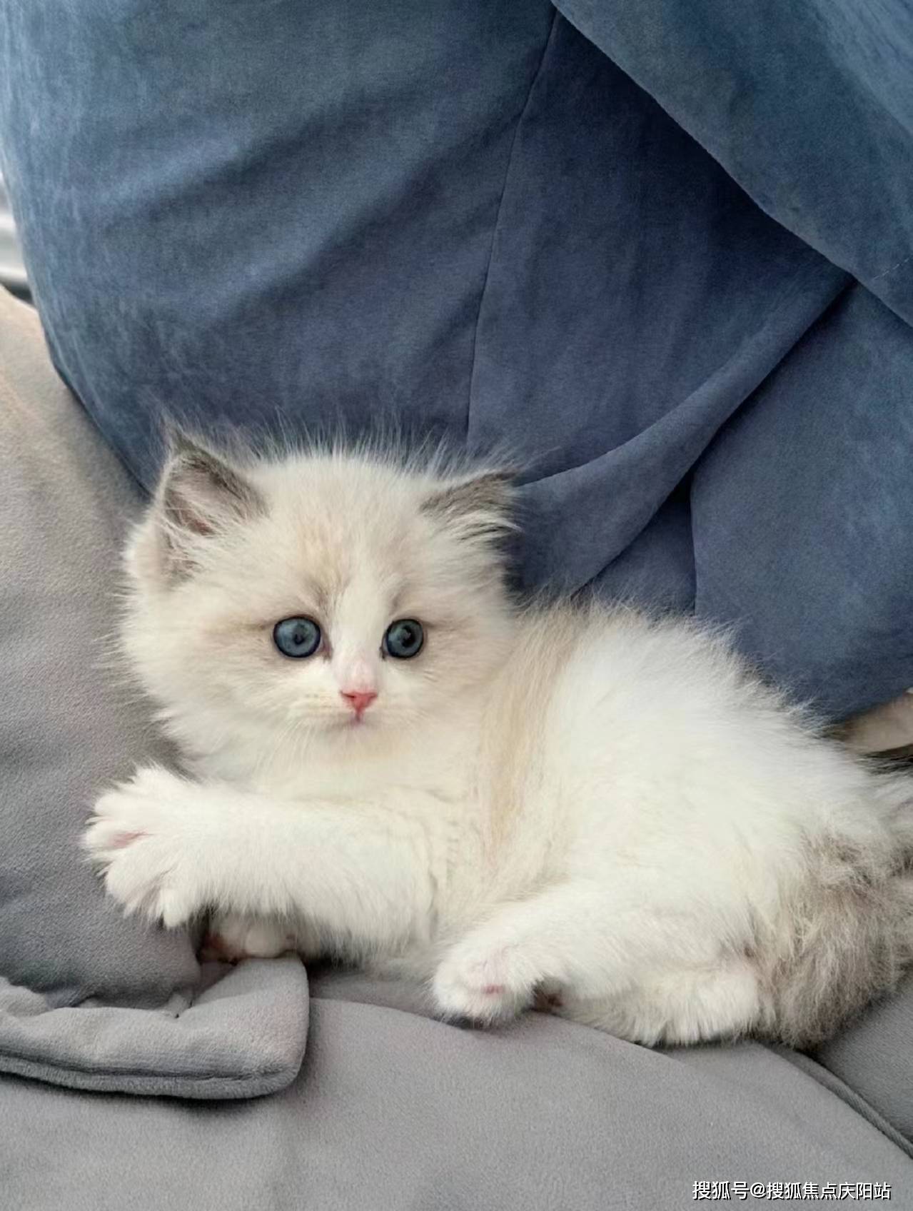 宁波买布偶猫旗舰店(宁波)买布偶猫店铺推荐丨宁波福安家宠物店欢迎您