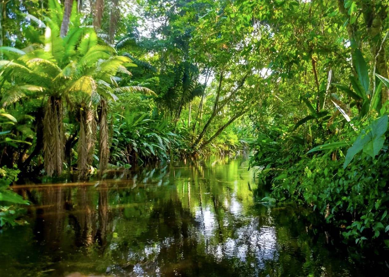 吕文扬探索丛林奥秘