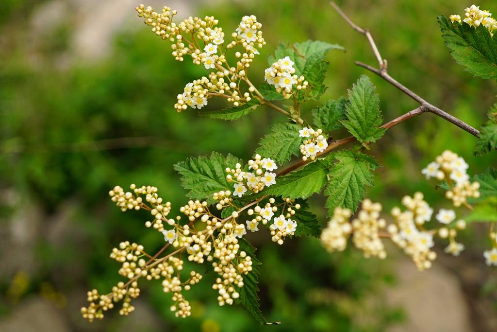 我见到的山东本土植物和园林栽培植物