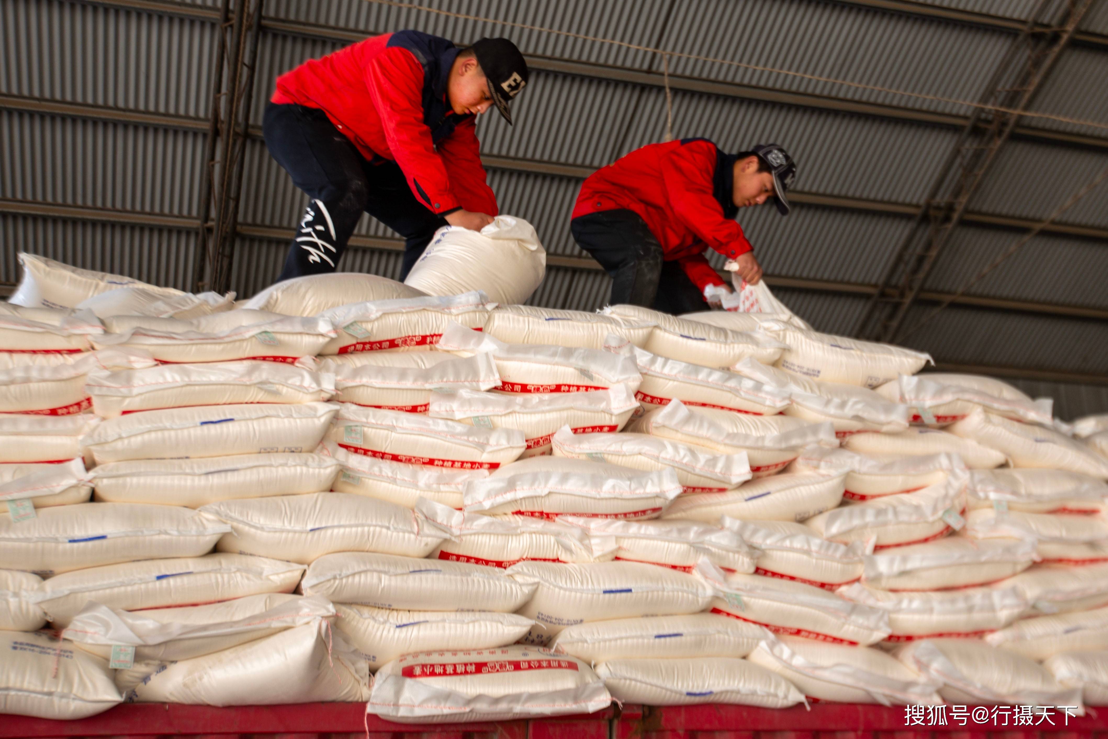 萝卜哥"绿色"面粉生产忙