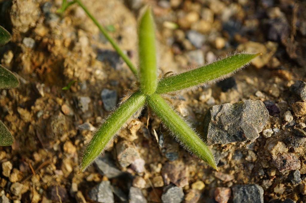 我见到的山东本土植物和园林栽培植物