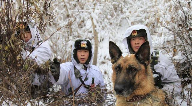 退役军犬和小萌猫图片