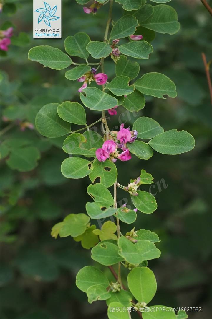 我见到的山东本土植物和园林栽培植物
