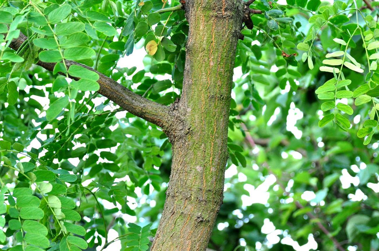 我见到的山东本土植物和园林栽培植物