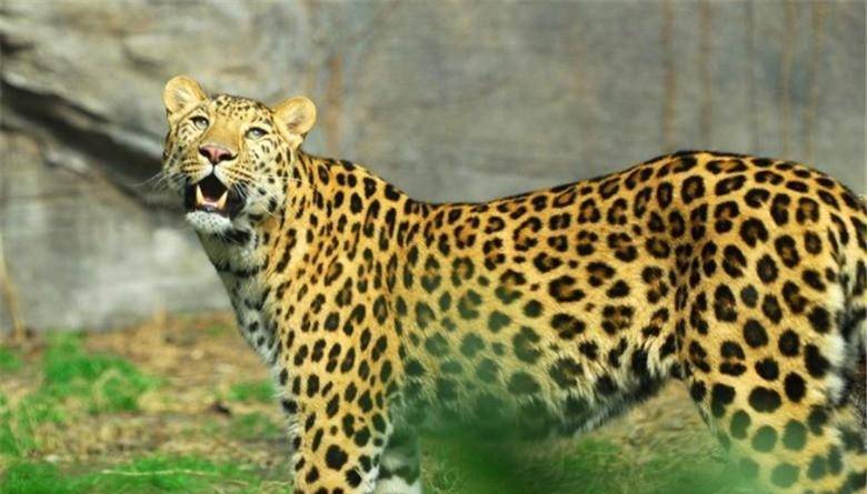 打死豹子,荣誉背后是非议,结果52岁时因病去世_金钱豹_宋罗乡_一生