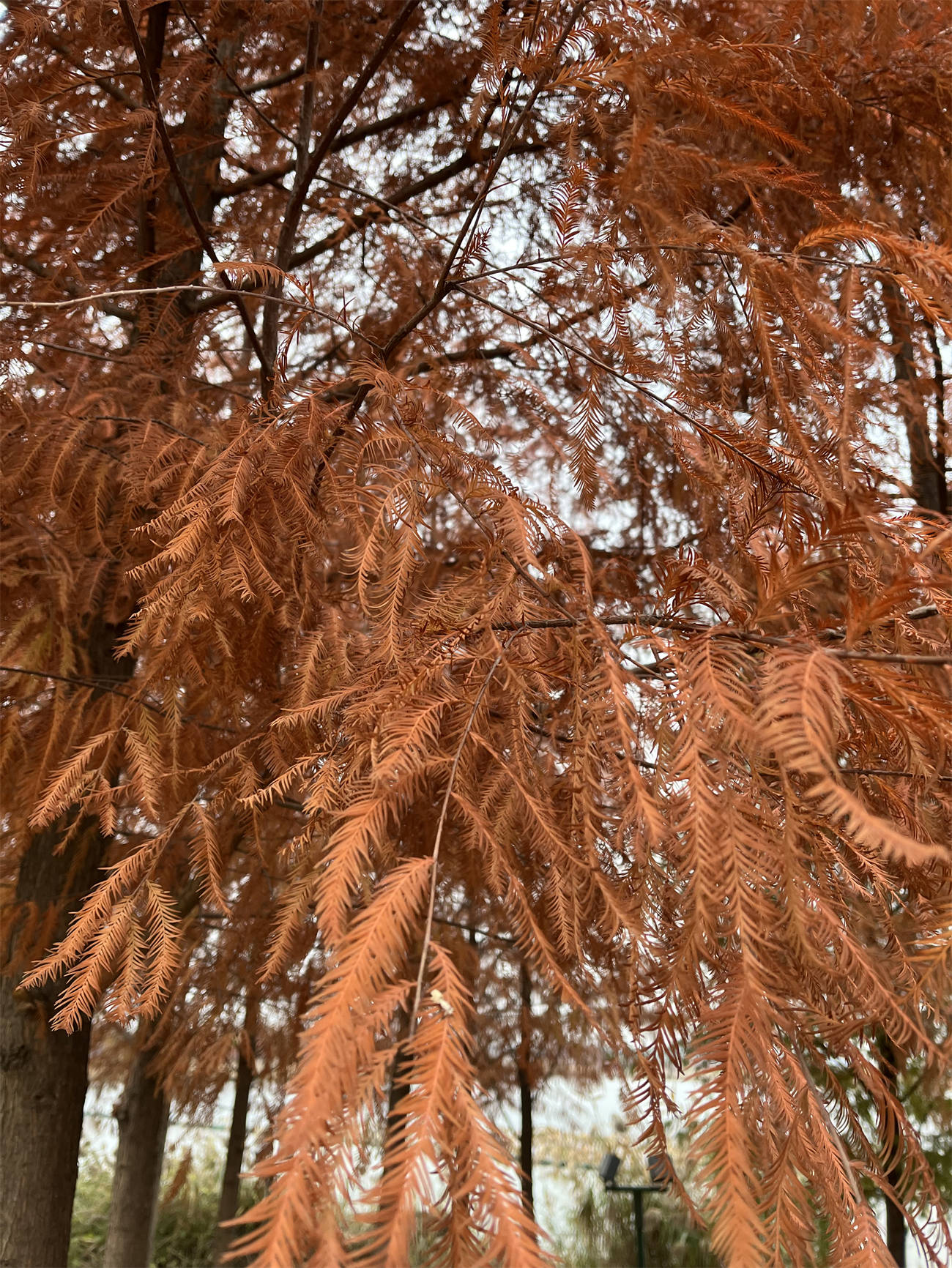 水杉的花序图片