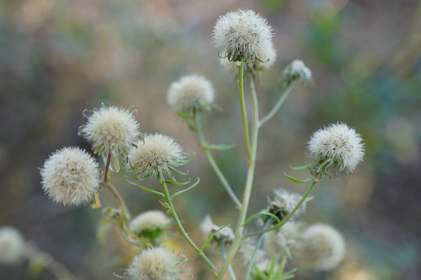 我见到的山东本土植物和园林栽培植物