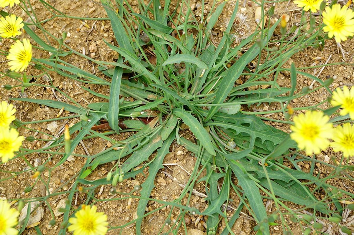 我见到的山东本土植物和园林栽培植物