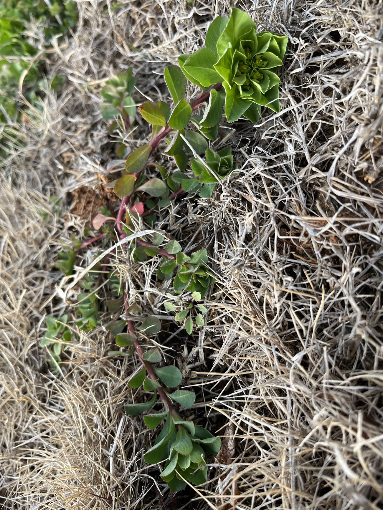 花草世界之202泽漆