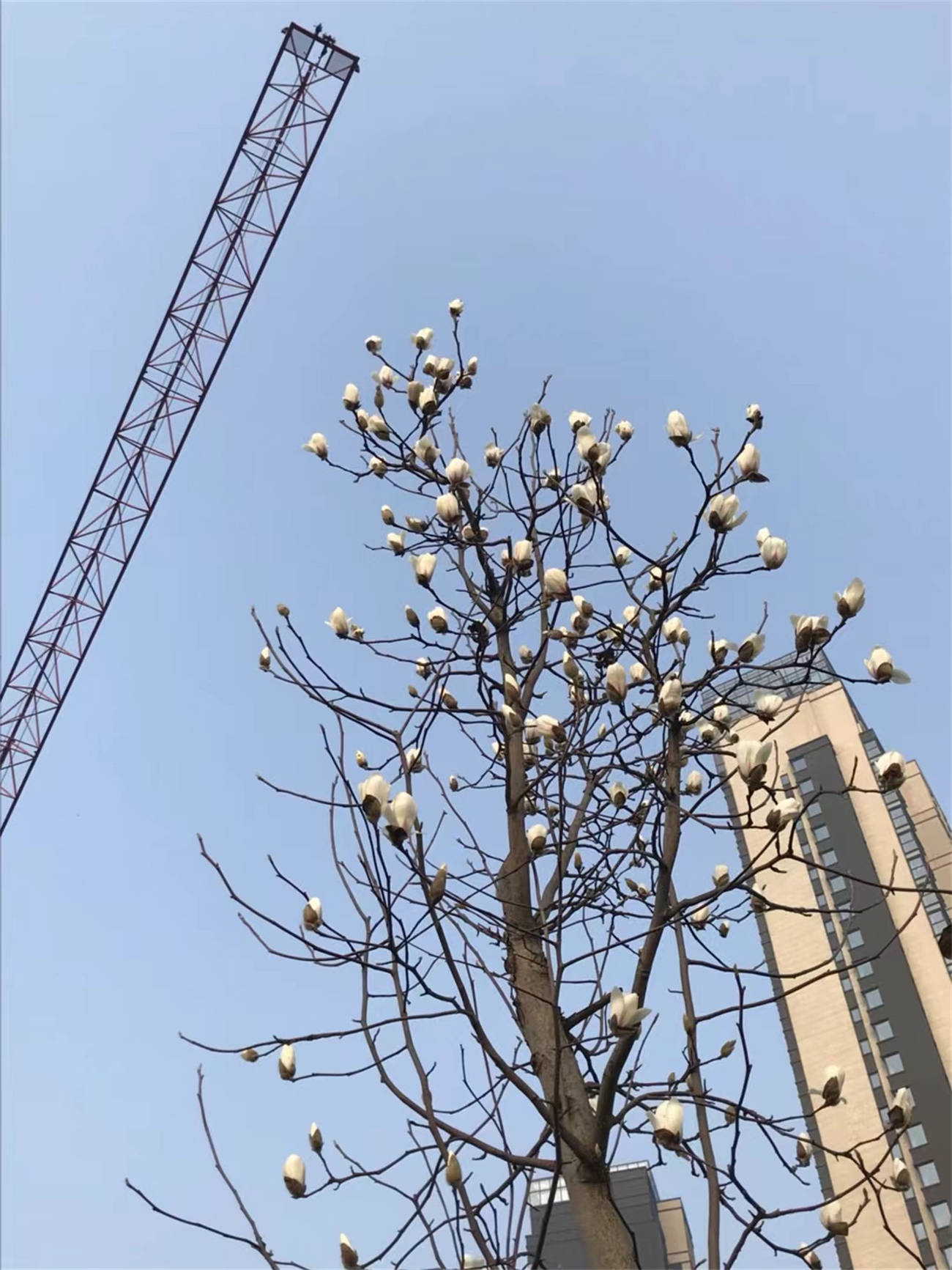 花花世界之218玉兰