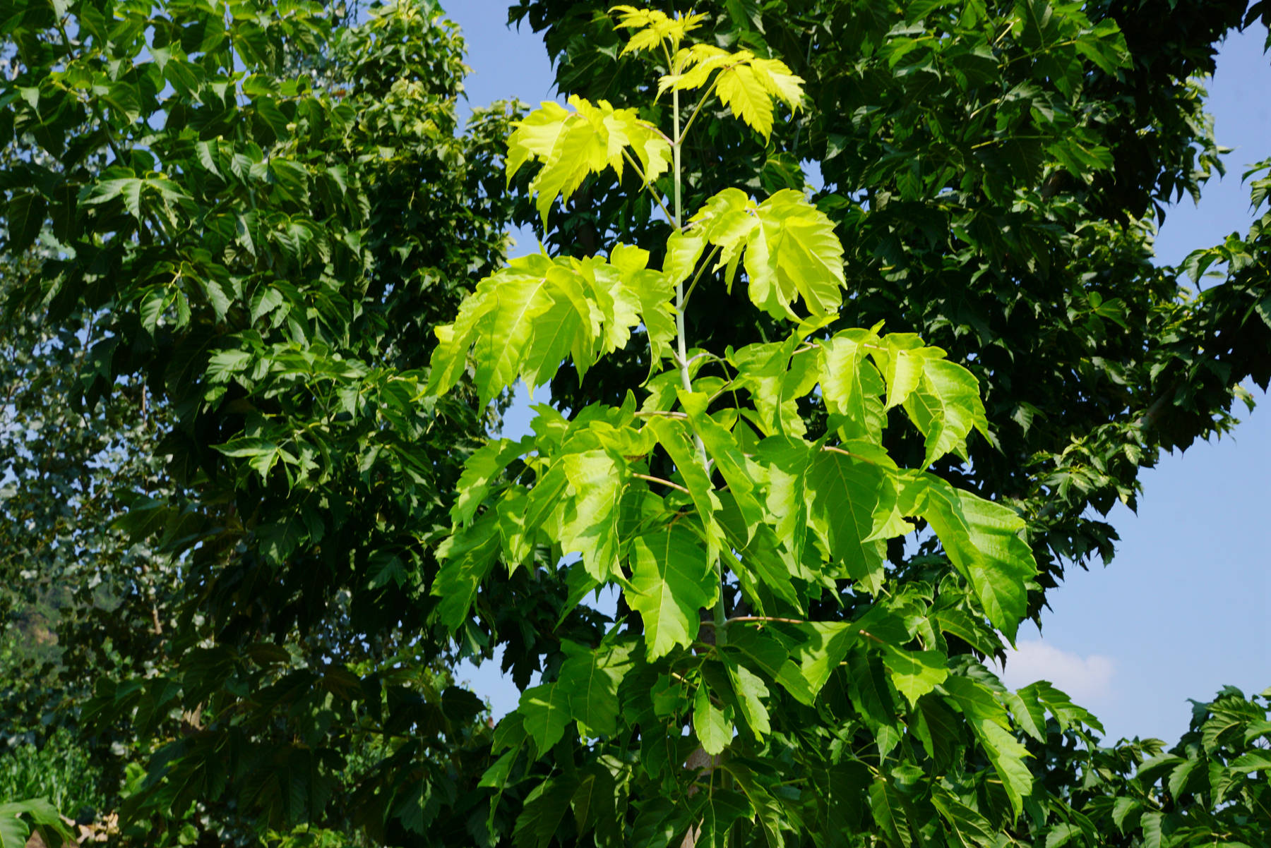 我见到的山东本土植物和园林栽培植物