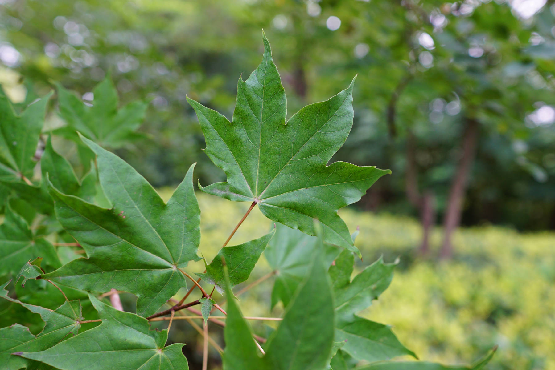 我见到的山东本土植物和园林栽培植物