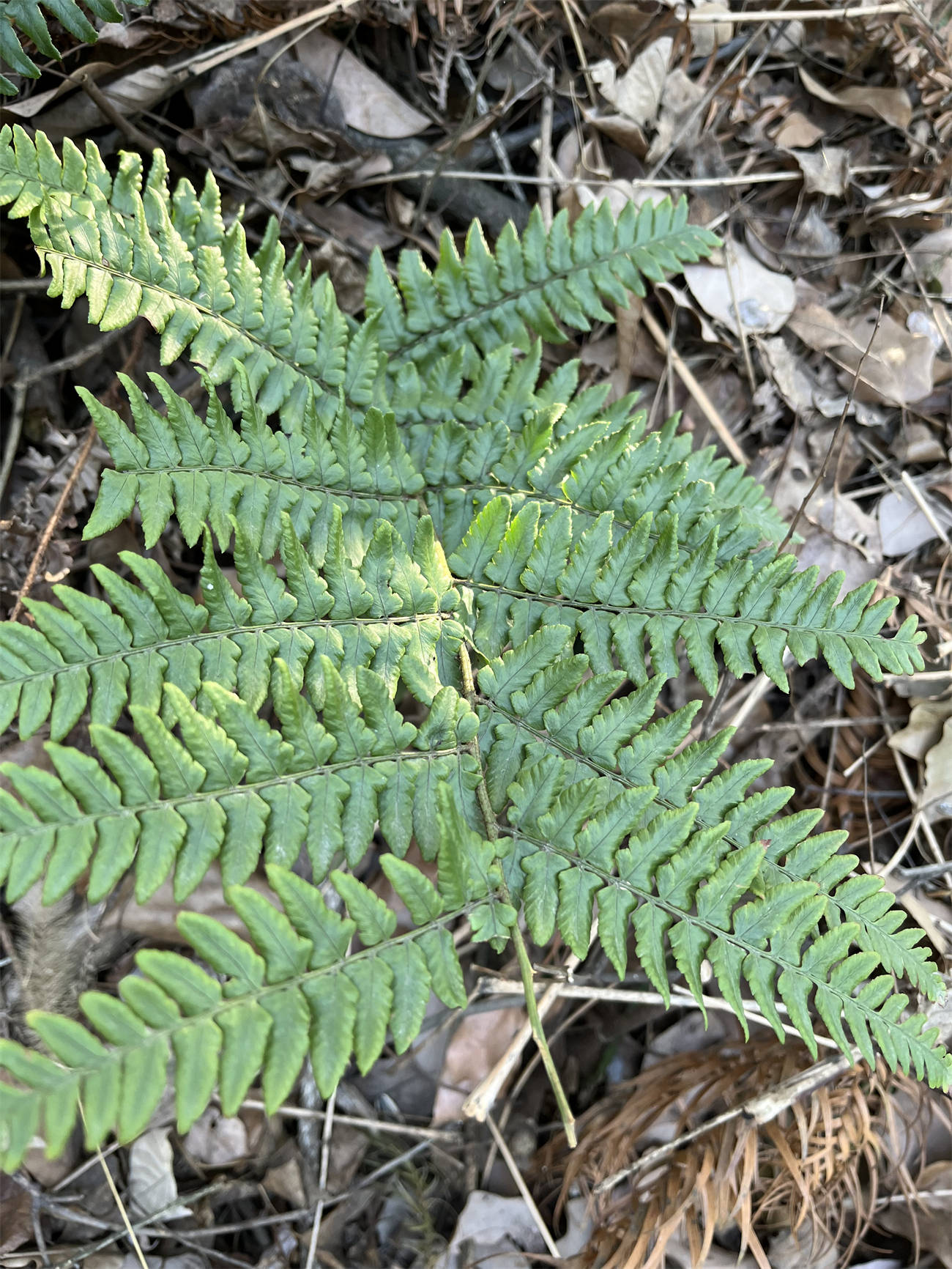 草木世界之227:鳞毛蕨