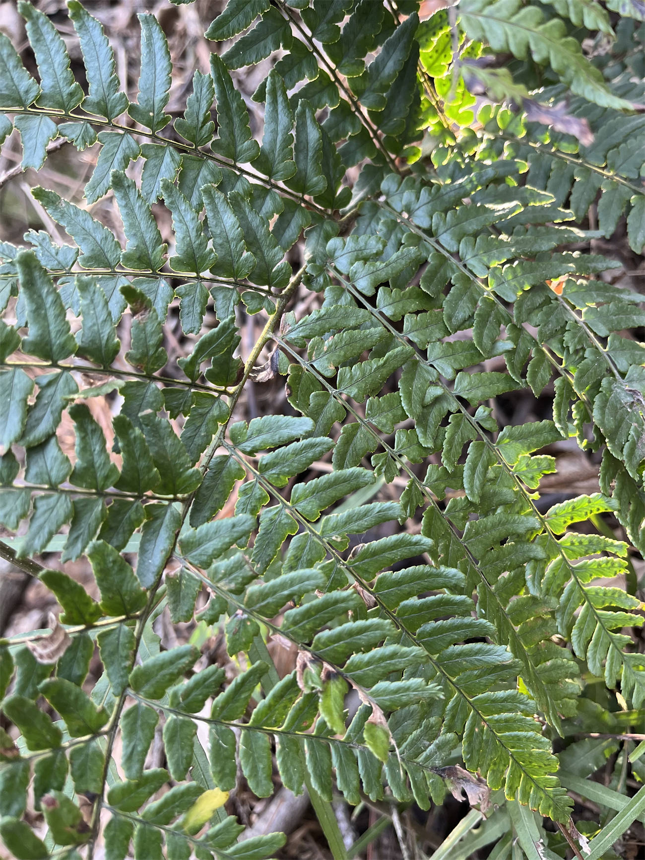 草木世界之227:鳞毛蕨