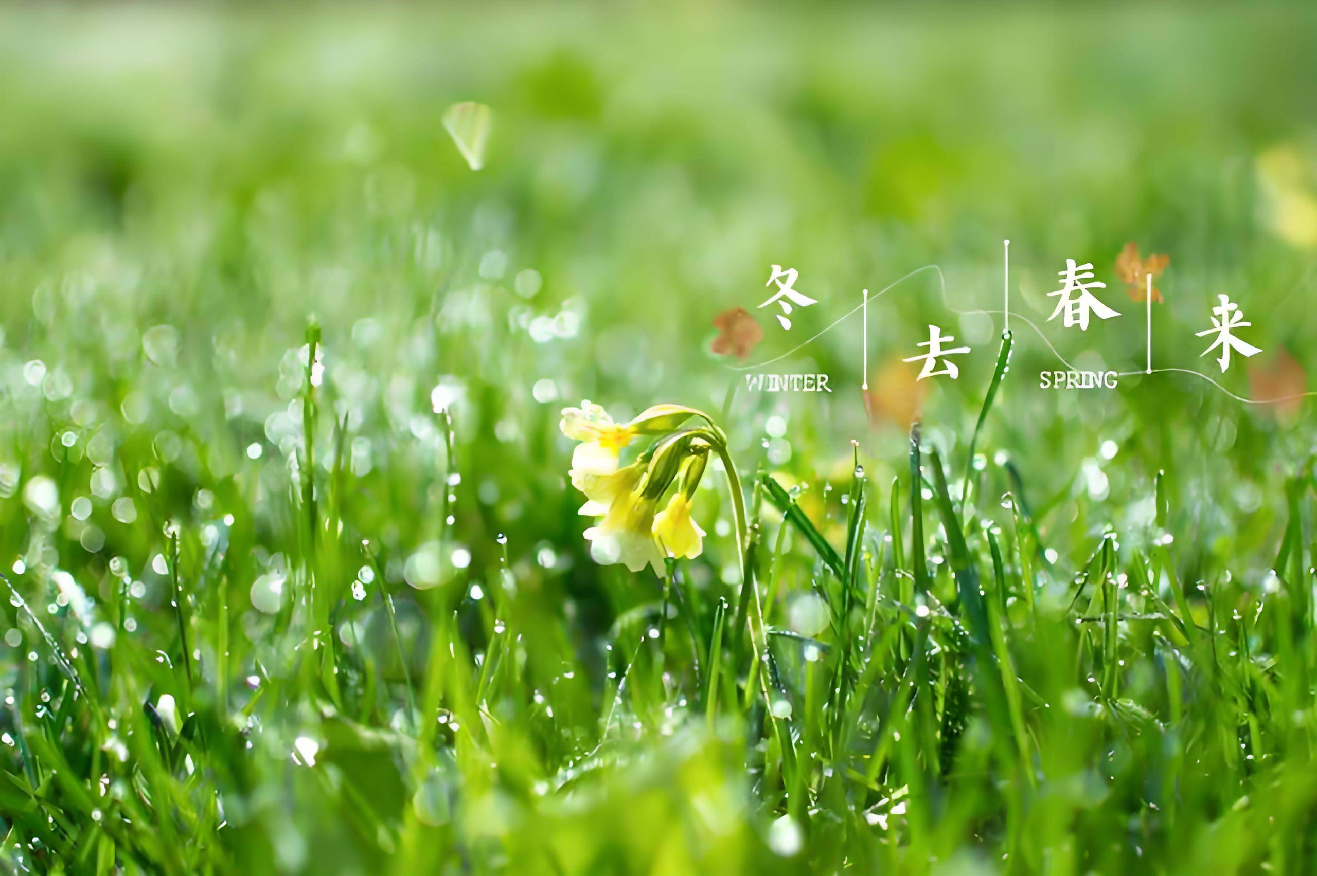 爱车焕新迎春日：HERZI TPU改色膜，让旅途安全又舒心
