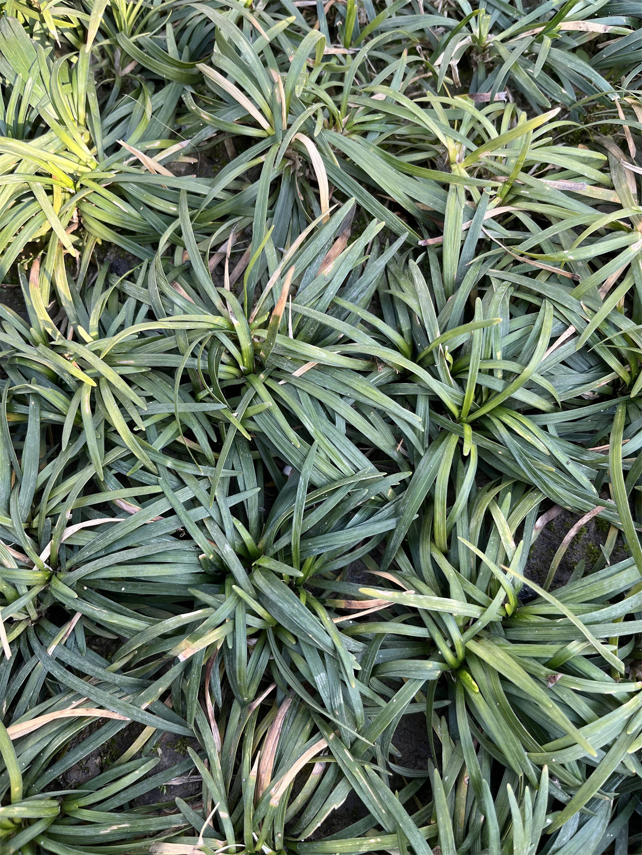 花草世界之240:沿阶草