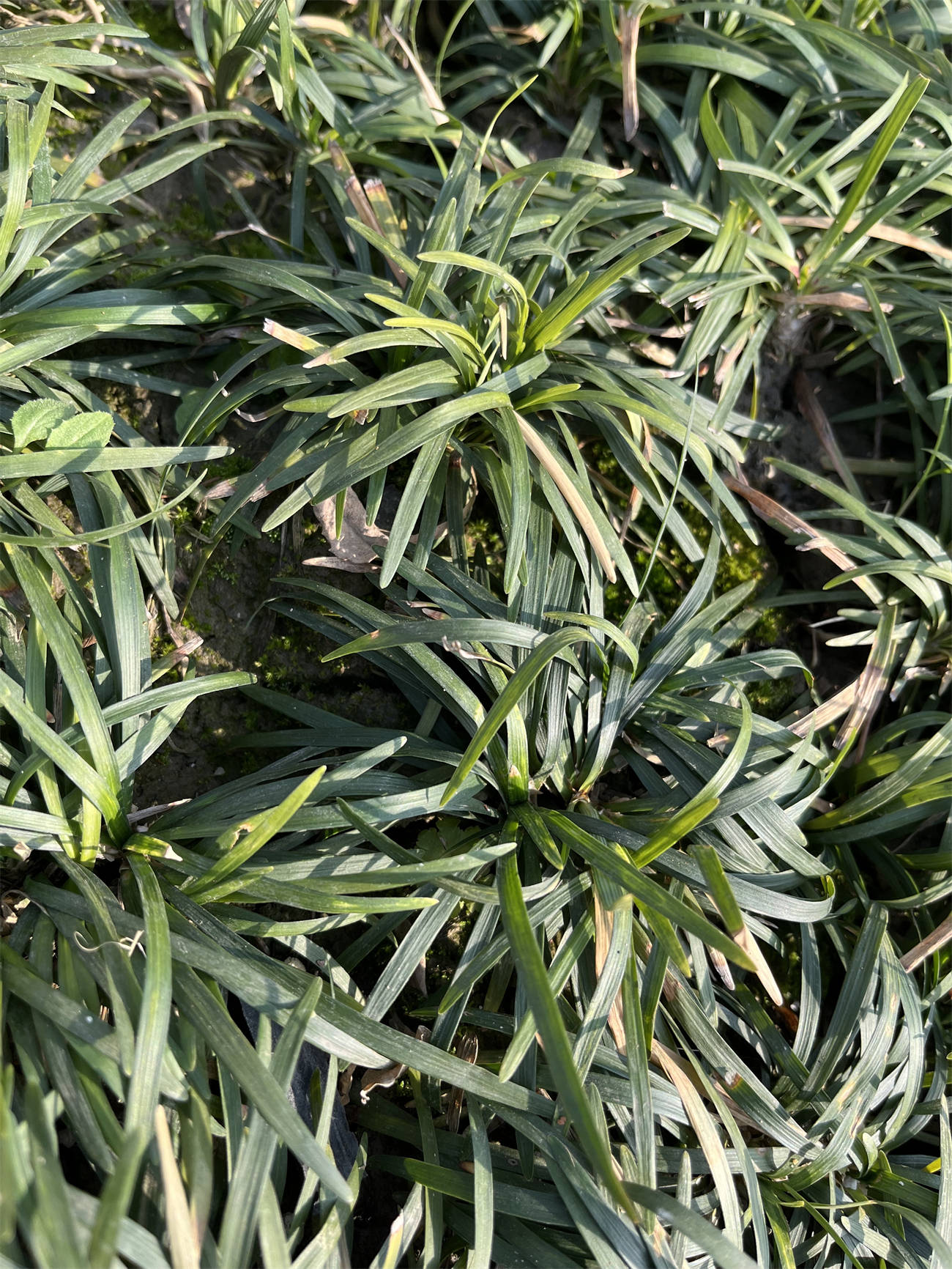 花草世界之240:沿阶草