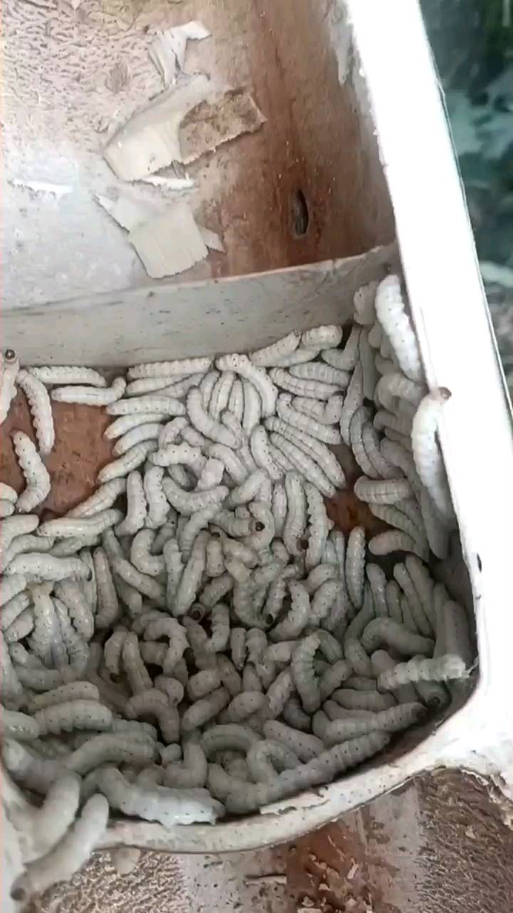 云南丰收年农业发展有限公司